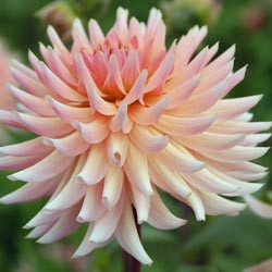 Dahlias, Dahlia Types, dahlia Varieties, Cactus Dahlias, Semi Cactus Dahlias, Decorative Dahlias, Pompon Dahlias, Ball Dahlias, Anemone Dahlias, Collarette Dahlias, Mignon Dahlias, Single Dahlias, Peony Dahlias, Orchid Dahlias, Waterlily Dahlias